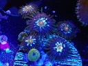 US Zoa StarGazer