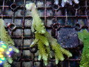 Aussie Acropora Nasuta No.05