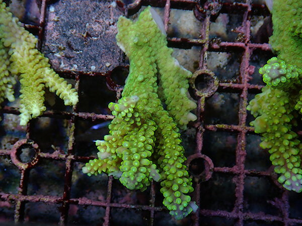 Aussie Acropora Sp. Joker No.06