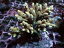 GB Indonesia Acropora Millepora No.09