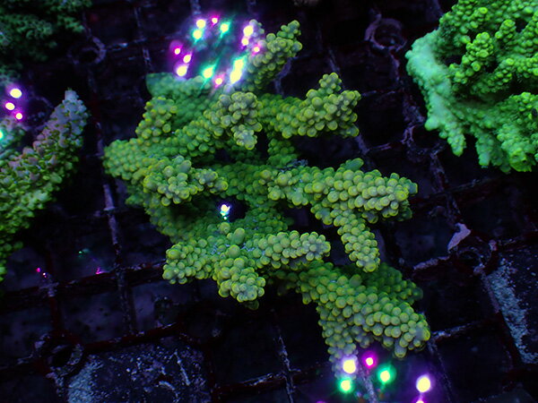 Aussie Cairns Acropora sp. Joker No.14