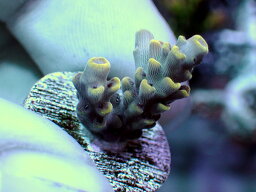 ATフラグ GB Ind Acropora Selago-Special Acro-