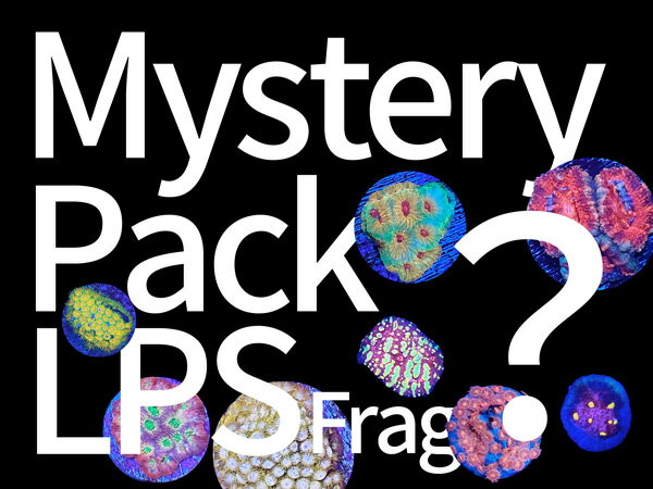 Mystery Pack LPSե饰 5ĥå