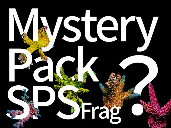 Mystery Pack SPSե饰 2ĥå