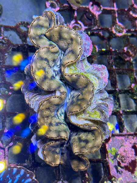 Prayclam Tridacna Maxima No.10