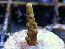 ATtO GB Indonesia Acropora Carduus-Dragon Slayer-