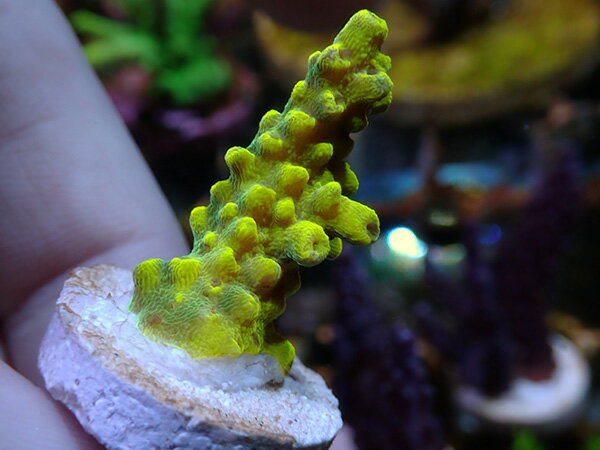 ATフラグ Acropora Sp.-Solar Flare-