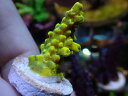 ATtO Acropora Sp.-Solar Flare-