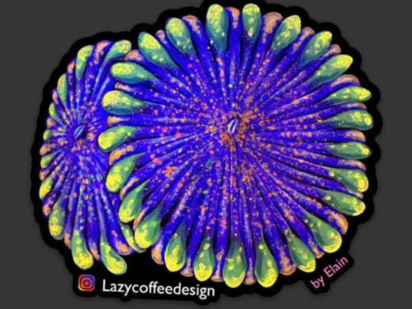 Dayglo Zoa Sticker Clownfish Sticker
