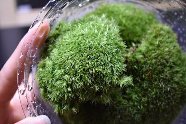 画像の個体は当店に入荷しましたサンプル個体になります。 ・学名：Leucobryum bowringii Mitt. ・特徴：葉は絹のような光沢があり密で10mm前後。 湿ると緑が濃く、乾燥すると白みを増します。 ・育成：育成し易く、直射日光と水の与えすぎに注意すれば美しく育てることも容易です。 コケリウム・テラリウム・パルダリウムにも使用し易く、一番人気のある山苔です。 パックのサイズ：直径13cm ※苔の選別は手作業で行っているため、別種の苔や異物などが混入している場合がございます。ご了承ください。 こちらの商品は「生体」です。送料と別途に生体梱包料500円を頂戴しております。必ずご購入前にページ下記の「生体の通信販売について」をご確認の上、ご注文ください。 商品キーワード：観葉植物 苔 コケ こけこちらの商品は「生体」です。送料と別途に生体梱包料500円を頂戴しております。必ずご購入前にページ下記の「生体の通信販売について」をご確認の上、ご注文ください。