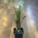 Billbergia hallelujah No.3