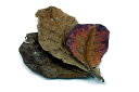 Cattapa Leaf 10g