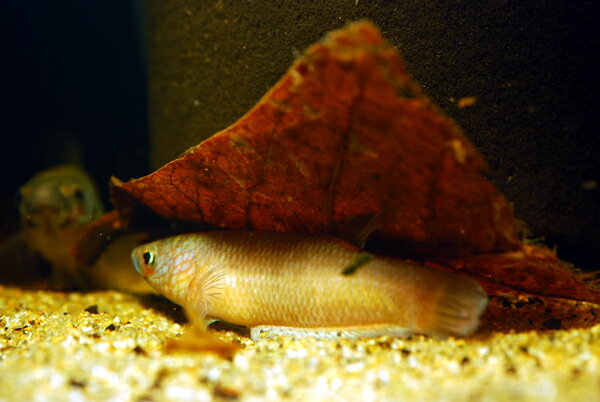 �ޥ��å��꡼�� ��3����