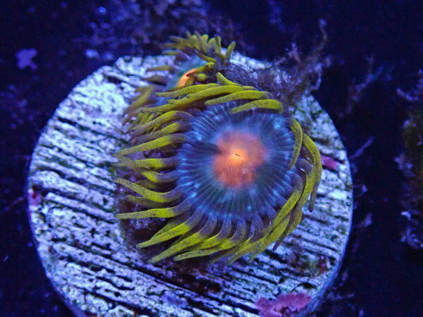 US Zoa GB Wreckingball