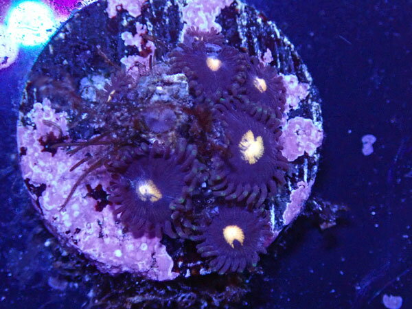 US Zoa GB Peep Hole 1