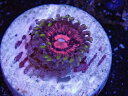 US Zoa Space Monster