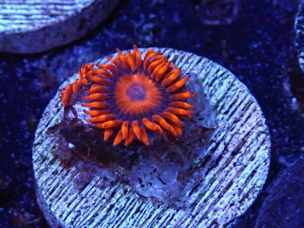 US Zoa Jason Fox MangoCooler