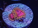 US Zoa GB PinkDiamond