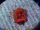 US Zoa Speckled Krakatoa