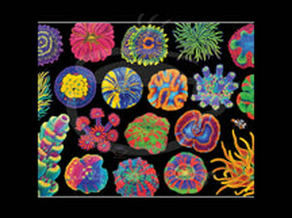 【正規輸入品】MINI Lazy reef Coral Reef Fine Art Print