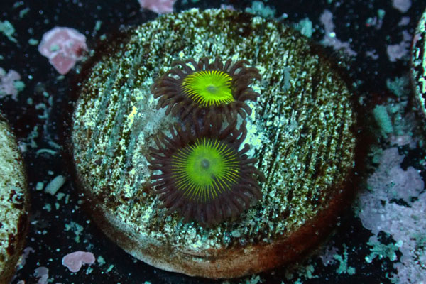 US Zoa WWC Mean Green