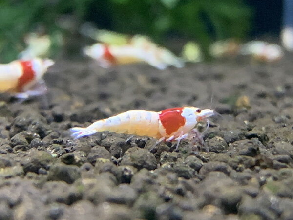 レッドビーシュリンプ 10匹