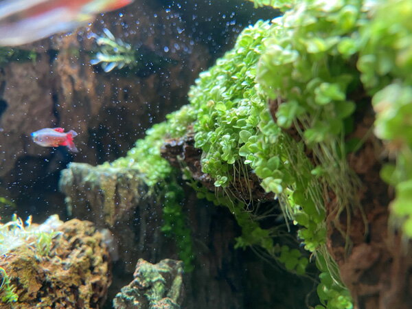 �ȿ����ܥ��å� �˥塼�顼���ѡ��륰�饹 1���å�