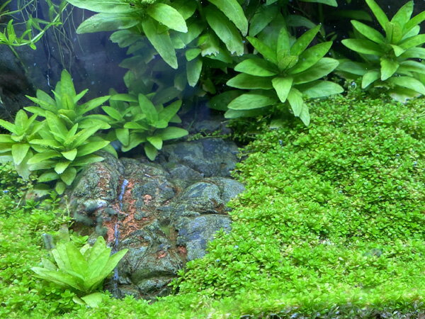 �ȿ����ܥ��å� ���塼�Хѡ��륰�饹 1���å�