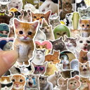 ほっこり猫ステッカー 50枚セット タイプ9 | 防水 耐水 PVC シール デコレーション 猫好き コレクション グッズ