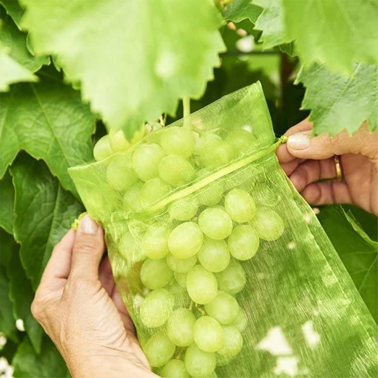 【全品5%ポイント】100枚セット 果物保護袋 野菜 ネット フルーツネット 果物保護...