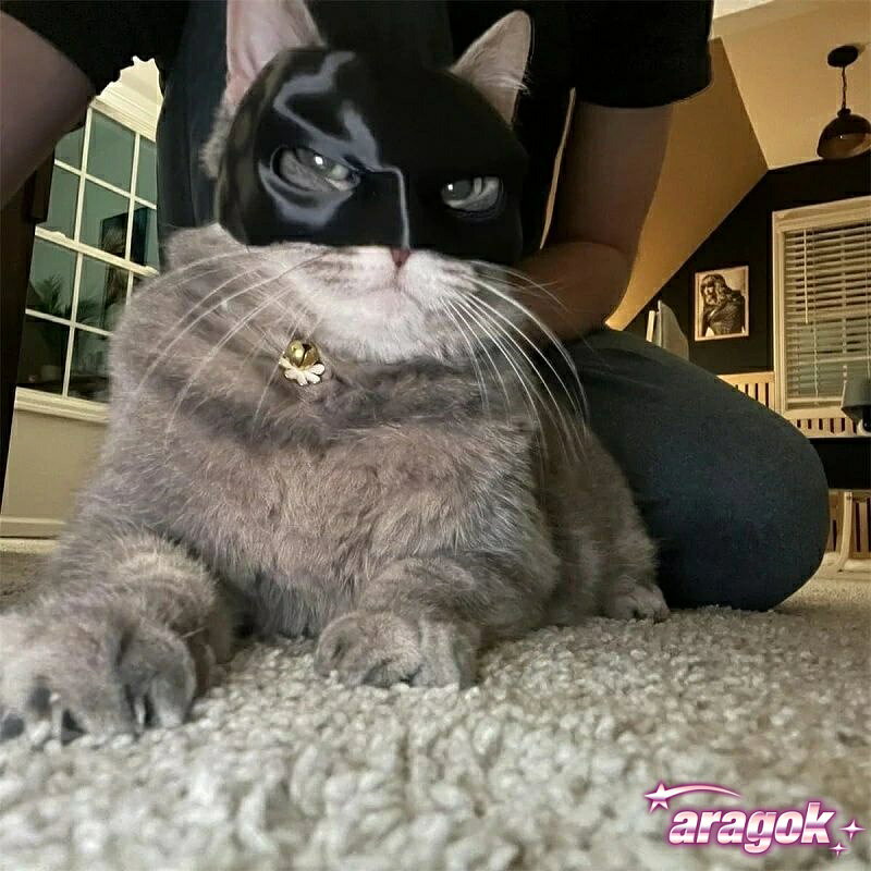 aragokの【全品5%ポイント】バットキャットマスク 猫用 コウモリコスプレマスク ハロウィン 面白い お祭りコスチューム 手作り 猫アクセサリーマスク 変身｜アングル2