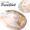 【選べる3種】【イケチョウ貝】1枚／3枚セット／5枚セット　パールシェル　天然真珠貝殻　浄化　スマッジング　香皿…