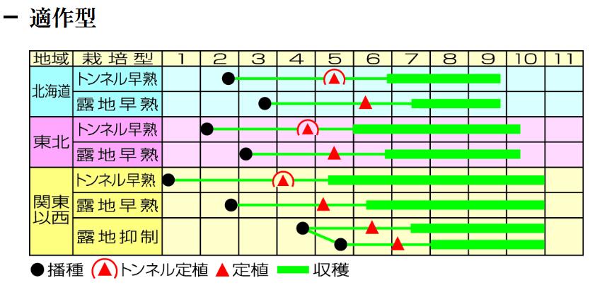 梵天丸ナス接木苗 9センチポット