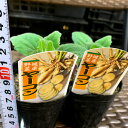 4/下旬〜発送予定 ヤーコン苗 9センチポット 11月初旬〜収穫 健康野菜 ヘルシー野菜苗