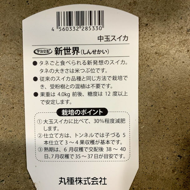 中玉スイカ苗 新世界 接木苗 9センチポット　新発想！タネが小さいからそのまま食...