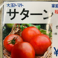 サターン大玉トマト苗 接木 9センチポット やや酸味もある昔懐かしいいトマト