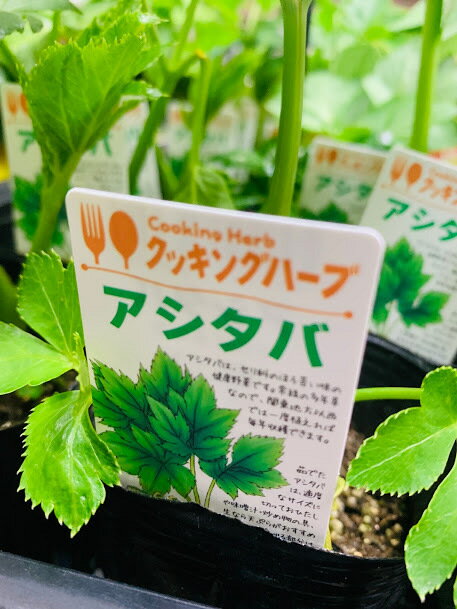 アシタバ苗　充実の2年生苗　多年生野菜のサムネイル