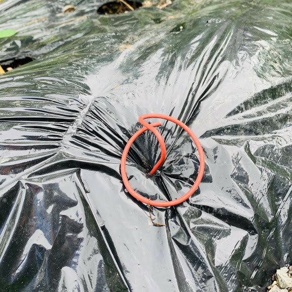 Ŵ�� �ޥ�������� �� 20�� Ĺ��15�����