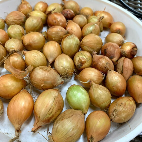 苗から始める 玉ねぎのプランターでの育て方講座 植え付けるだけで初心者も簡単 暮らし の