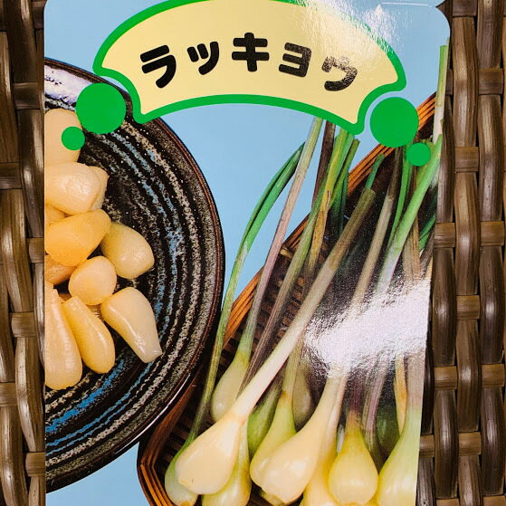 らっきょう 種 球根 200g　植え付け約10箇所分　茨城県産　栽培説明レッテル付き 8〜9月植え 5〜6月収穫　プランター栽培OK ※メール便につき日時指定不可　比較的場所を選ばず作りやすい