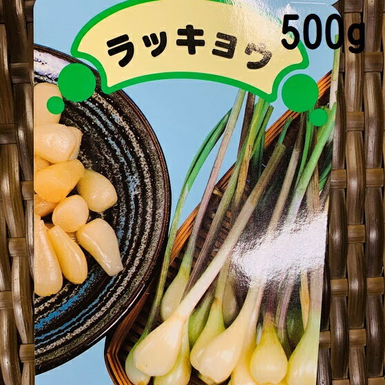 らっきょう球根 種 500g 植え付け約30～40か所分　8〜9月植え 5〜6月収穫 プランター栽培OK　秋植え