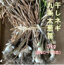 ネギ苗 九条干し葱3キロ 苗約60〜70本 本場太苗 地植え・プランター栽培OK 日陰にも強い 植え方説明書付き 家庭菜園 ベランダ菜園 秋冬野菜