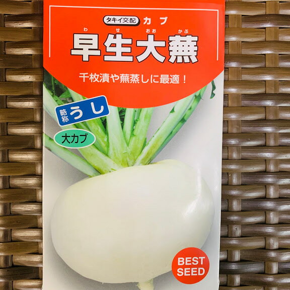 樂天商城 - 早生大蕪 種 3.5ミリリットル小袋 約340粒 タキイ交配