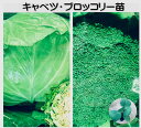 選ぶ秋冬野菜の苗 キャベツ ブロッコリー 合計20苗になるよう選んでください。選択単位:1野菜5コ