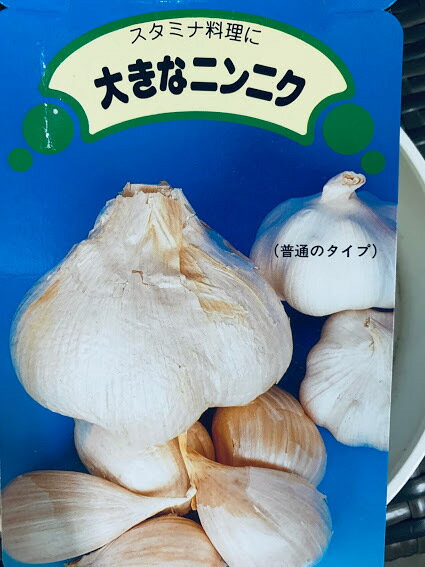 ジャンボにんにく 種 200g（鱗片約4～5コ） 種はバラした状態です。大人の握りこぶし位になる大きさ 臭い味はマイルドでとても食べやすい 9〜10月植え　6〜7月収穫栽培説明レッテル付き 島根県産 国産 栽培用 種球 ガーリック