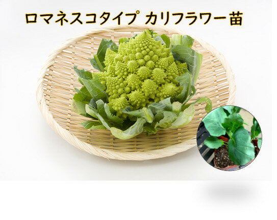 ロマネスコタイプ カリフラワー苗　1苗 9cmポット苗 1~15苗まで同一送料　品種名ミケランジェロ　1株につき1コ収穫です。のサムネイル