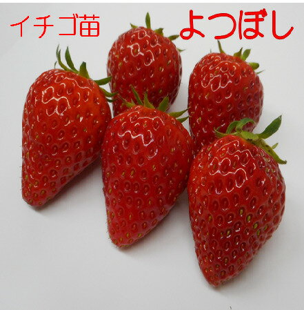 イチゴ苗 よつぼし 9センチポット 甘味・酸味・風味がよつぼし級 　いちご苗　栽培　四季成りイチゴ　畑・プランター栽培可　登録品種につき許可のない営利目的の増殖は禁止されていますのサムネイル