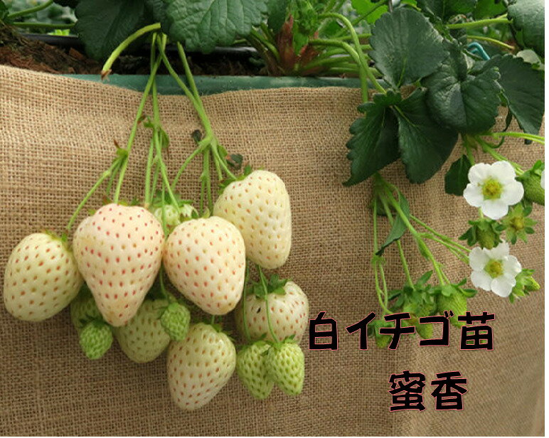 白いイチゴ苗 白蜜香 9センチポット 1苗 ※イチゴ苗・その他の野菜苗と合わせて10苗まで同一送料 みつか サントリーフラワーズ本気野菜イチゴ苗 10〜11月植え 5〜6月収穫のサムネイル
