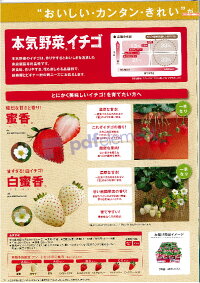 楽天市場 9月末頃 発送予定イチゴ苗 蜜香 9センチポット 1苗 みつか サントリーフラワーズ本気野菜イチゴ苗 10 11月植え 5 6月収穫 いちご 荒川種苗 楽天市場店 楽天市場 9月末頃 発送予定イチゴ苗 蜜香 9センチポット 1苗 みつか サントリーフラワーズ本気野菜イチゴ苗 10 11月植え 5 6月収穫 いちご 荒川種苗 楽天市場店