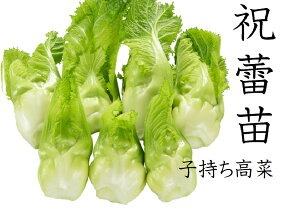 10月発送 祝蕾 しゅくらい 苗 わき芽を食べる新顔野菜 1苗 9センチポット コブタカナ 子持ちタカナ　秋冬野菜苗 種 栽培 栽培資料付き　10~11月植え 12~2月収穫